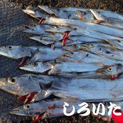 再びタチウオ爆釣!父と行く。