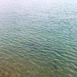 ウキ釣りでアオリイカゲット!