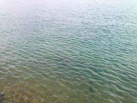 ウキ釣りでアオリイカゲット!