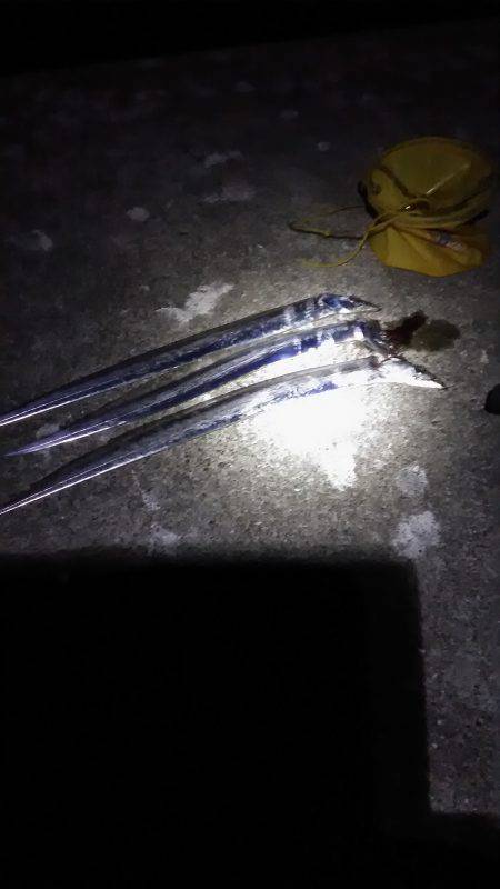 ポーアイ沖堤タチウオとサゴシとミニシイラ