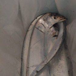 松茂でタチウオ