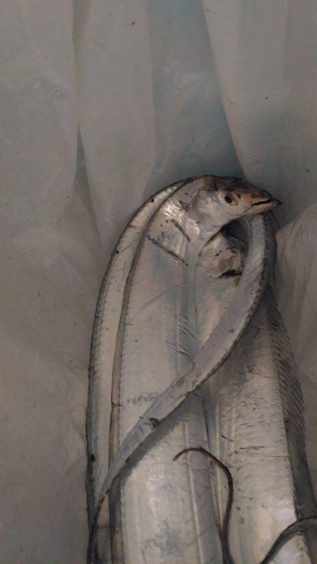 松茂でタチウオ