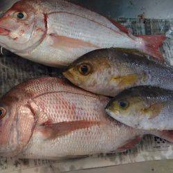 牟岐沖で船釣り