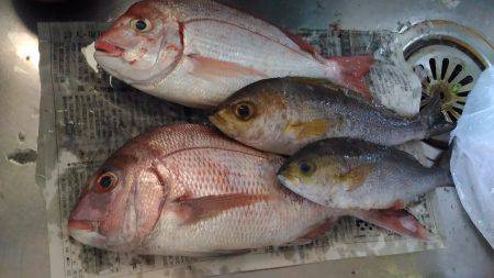 牟岐沖で船釣り