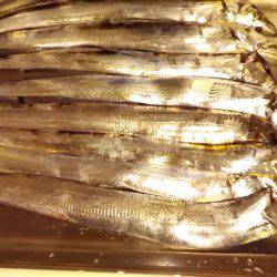 ポーアイ沖堤　タチウオ好調