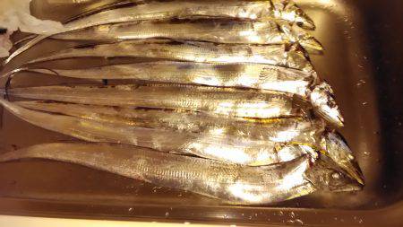 ポーアイ沖堤　タチウオ好調