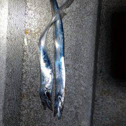 しぶい・・・太刀魚