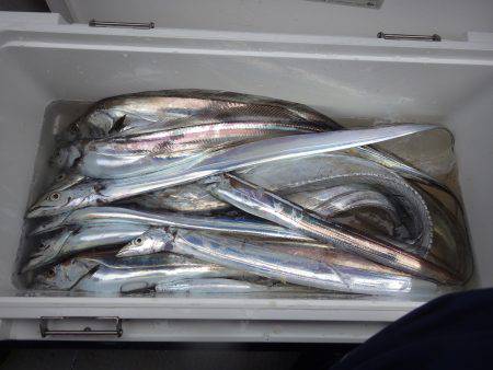 釣船：釣人家にて船太刀魚　