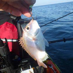 カヤックフィッシング　五目釣り