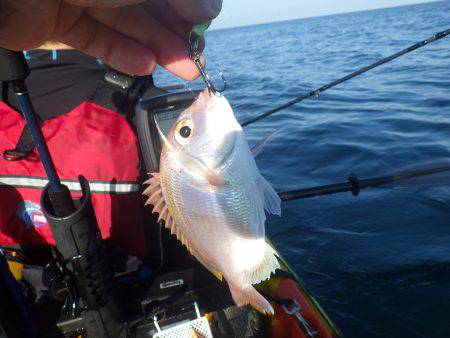カヤックフィッシング　五目釣り