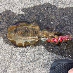 アオリイカ連発！