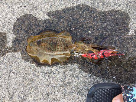 アオリイカ連発！