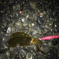 石津浜　アオリイカエギングで好調