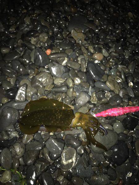 石津浜　アオリイカエギングで好調