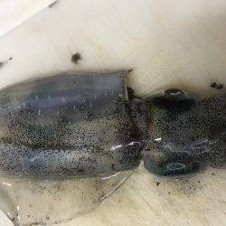石津浜でも湾内でもアオリイカ好調