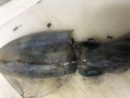 石津浜でも湾内でもアオリイカ好調