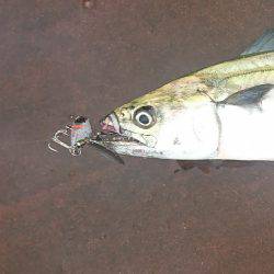 ツバス?ハマチ?