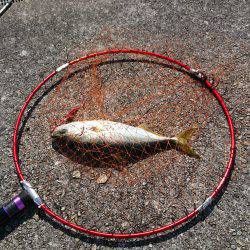 貝塚人工島 青物調査