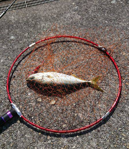 貝塚人工島 青物調査