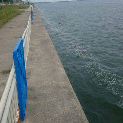 秋のエギング調査