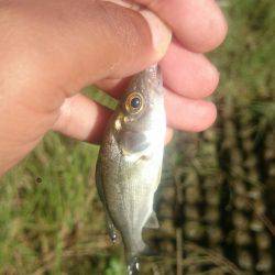 シーバス河北潟デイゲーム