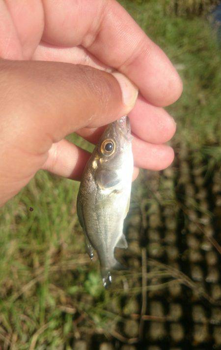 シーバス河北潟デイゲーム