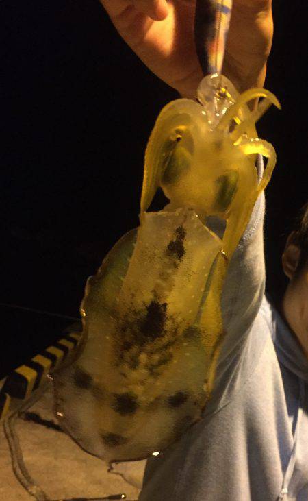 秋イカ！エギング！