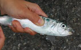 マイワシけっこう釣れます