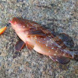 エギング撃沈からの尺アコウ