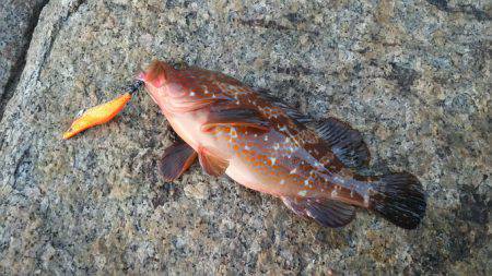 エギング撃沈からの尺アコウ