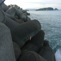 水軒テトラでタチウオ