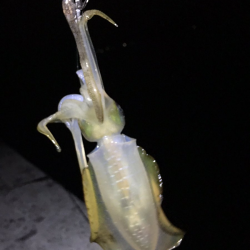 小さいながらも数釣れて楽しめたかな。