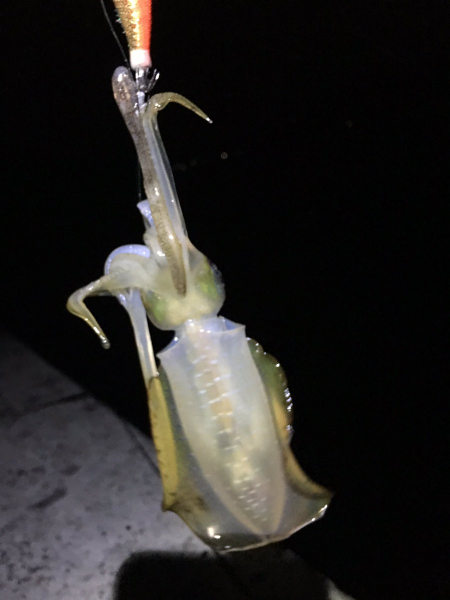 小さいながらも数釣れて楽しめたかな。