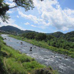 狩野川(狩野川漁業協同組合) 釣果