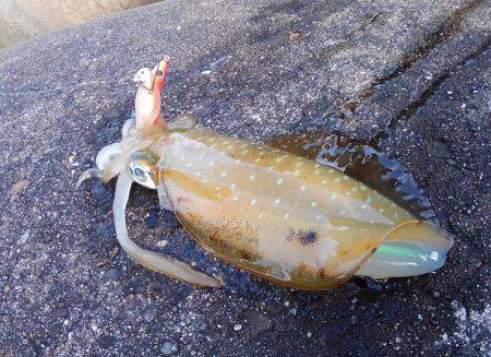 越前海岸でエギング