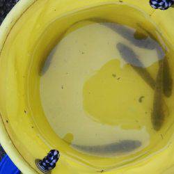 三保でトラフグ、石津浜ではアオリイカが釣れました！