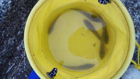 三保でトラフグ、石津浜ではアオリイカが釣れました！