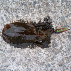 アオリの新子いじめ