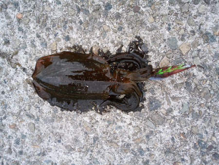 アオリの新子いじめ