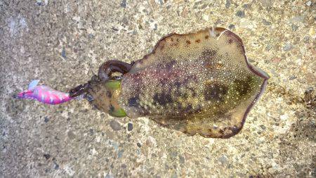 サイズダウンしてます