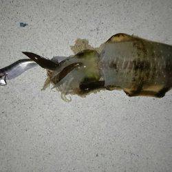 久美浜～宮津矢原エギング