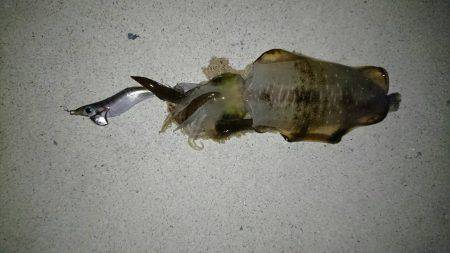 久美浜～宮津矢原エギング