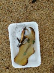 サーフエギング