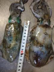 本日の早朝エギング