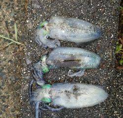 雨中のエギング