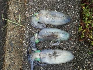 雨中のエギング