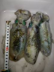 今日は渋かった