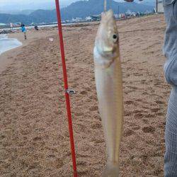 浜からちょい投げ