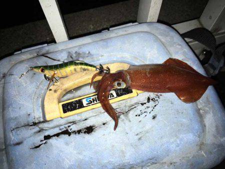 そろそろ終盤の明石ケンサキイカ