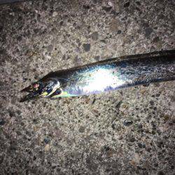 水軒鉄鋼団地で今期初タチウオ…とオマケ